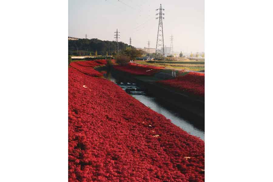 「本気を出した」愛知の彼岸花の群生地【写真提供：はるはら（@haruhara_kun）さん】