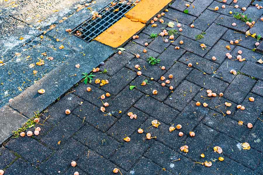 歩道に落ちた銀杏。踏むと強烈な臭いが…（写真はイメージ）【写真：PIXTA】