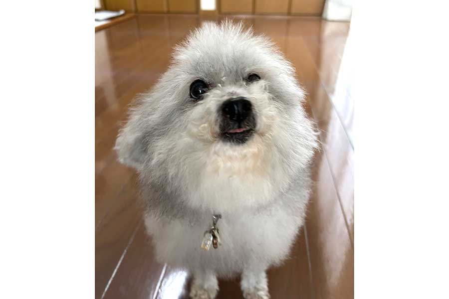 うれしそうな笑顔を見せるココちゃん【写真提供:ハルくん(@9Z8lquSv8B3FMpN)さん】