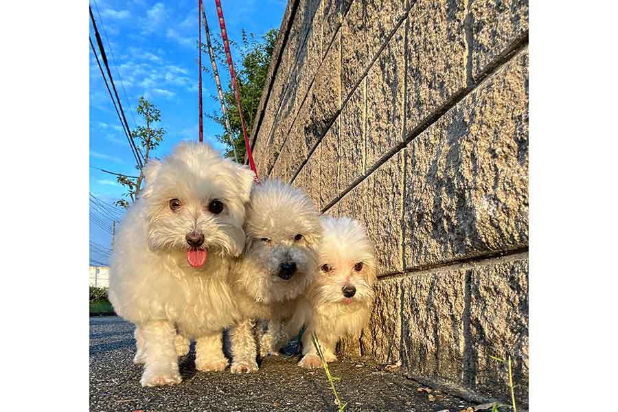 ぎゅうぎゅうになって散歩する(左から)ハルくん、ココちゃん、ひまわりちゃん【写真提供:ハルくん(@9Z8lquSv8B3FMpN)さん】