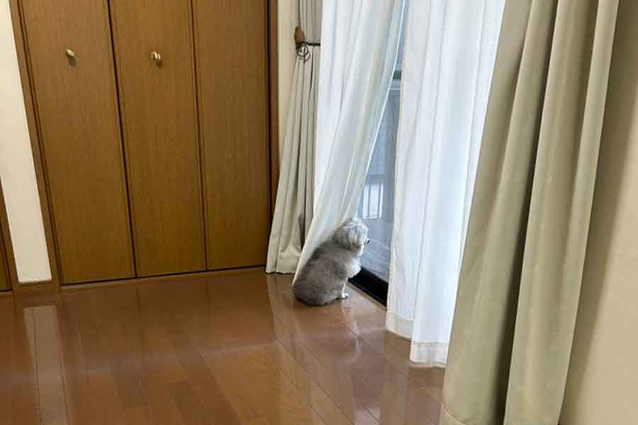 窓の外を見つめ、飼い主さんの帰りを待つココちゃん【写真提供:ハルくん(@9Z8lquSv8B3FMpN)さん】