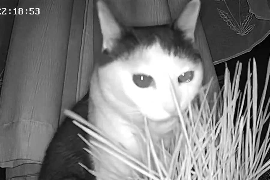 猫草をむしゃむしゃと食べるゆにくん（スクリーンショット）