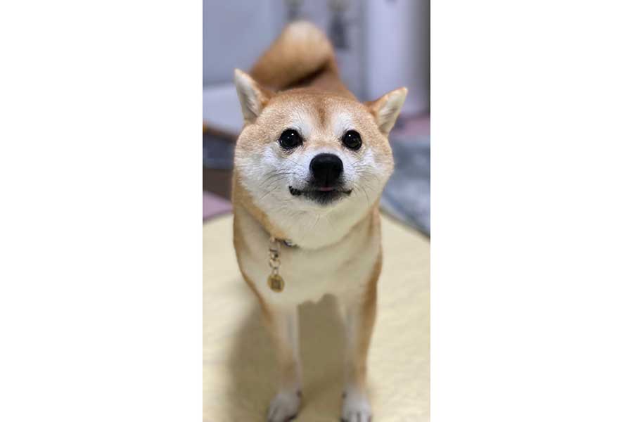 「何なに？」という表情でこちらを見つめるモモちゃん【写真提供：豆柴モモ（@momo_shiba_db）さん】