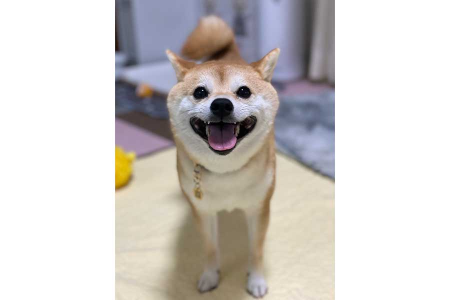 「おさんぽ」と聞いて満面の笑みを浮かべるモモちゃん【写真提供：豆柴モモ（@momo_shiba_db）さん】