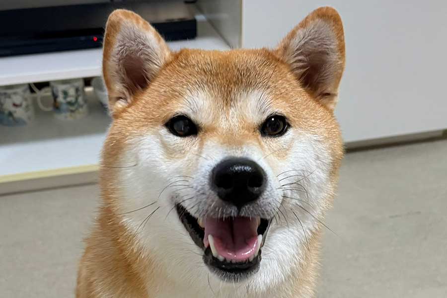 笑顔を浮かべるちびこちゃん【写真提供：柴犬ちびこ（@chibi_and_co）さん】