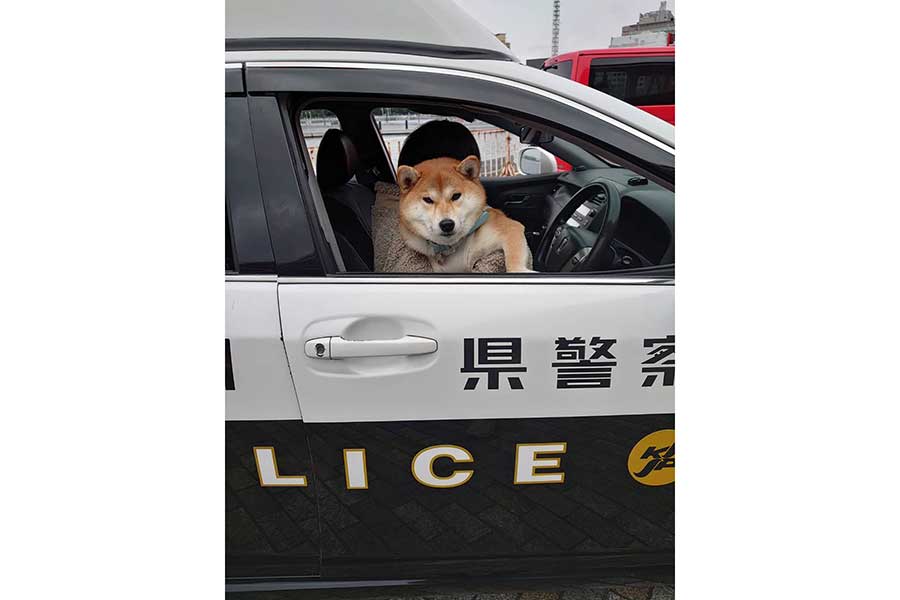 パトカーに乗って「お縄になった」ちびこちゃん【写真提供：柴犬ちびこ（@chibi_and_co）さん】