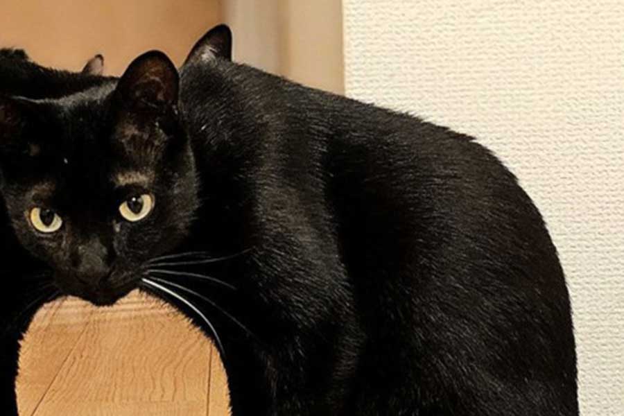 実は黒ねこが3匹写っているという、不思議な写真【写真提供：かりとん（@kariton28mhy25）さん】