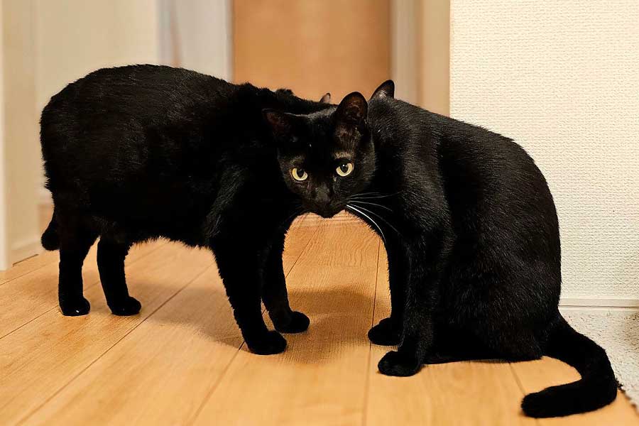 トリックアートのような写真になった（左から）タックくん、サッサちゃん、クックくん【写真提供：かりとん（@kariton28mhy25）さん】