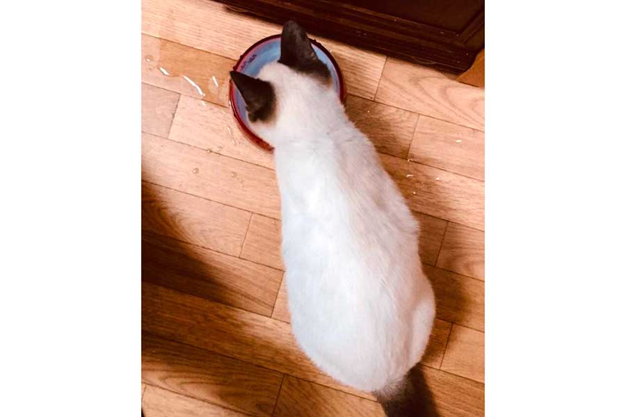 保護されたばかりのぽんちゃん【写真提供：マミ太郎（@pfirsich_jam）さん】