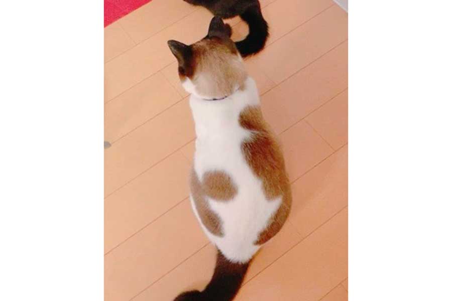 6～7歳頃のぽんちゃんの背中には、ちくわのような柄が…【写真提供：マミ太郎（@pfirsich_jam）さん】