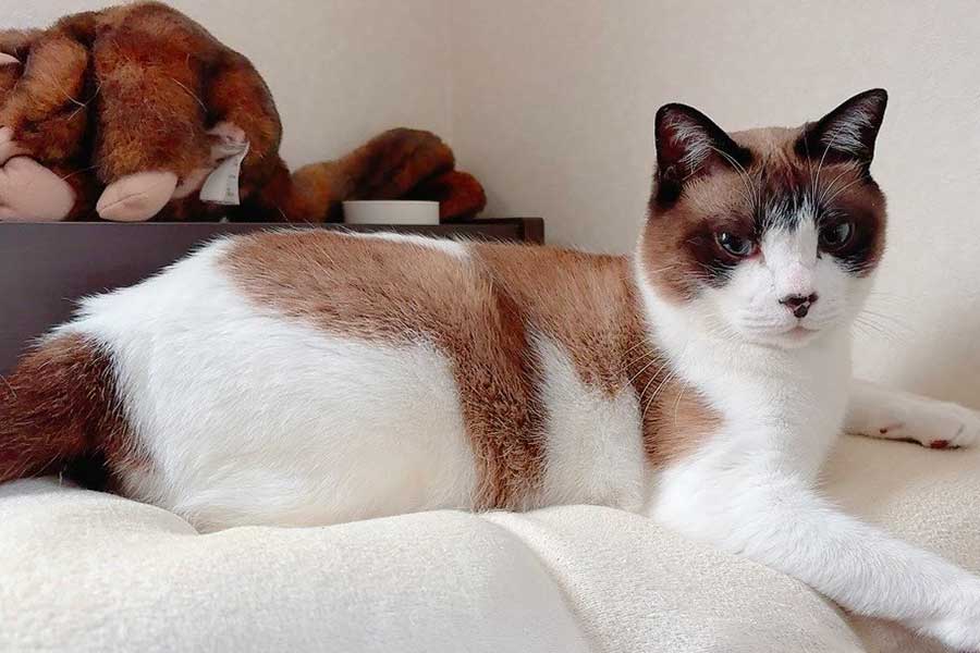 ちくわのように“焼き上がった”現在のぽんちゃん【写真提供：マミ太郎（@pfirsich_jam）さん】