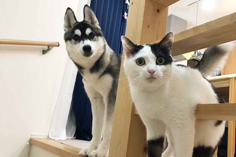 仲良しの（左から）ロベルタちゃんとミシェルちゃん【写真提供：P（@michelle230430）さん】
