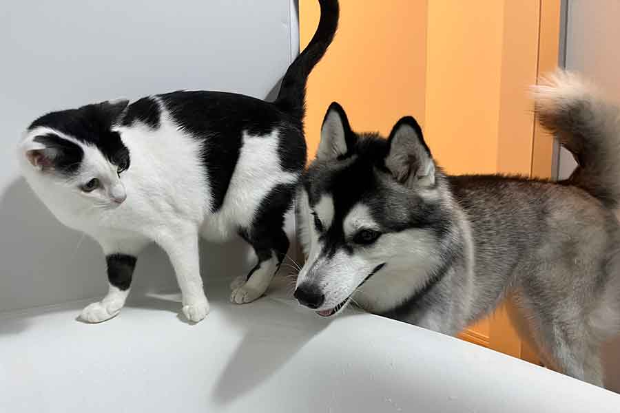 お風呂場に入ってきた（左から）ミシェルちゃんとロベルタちゃん【写真提供：P（@michelle230430）さん】