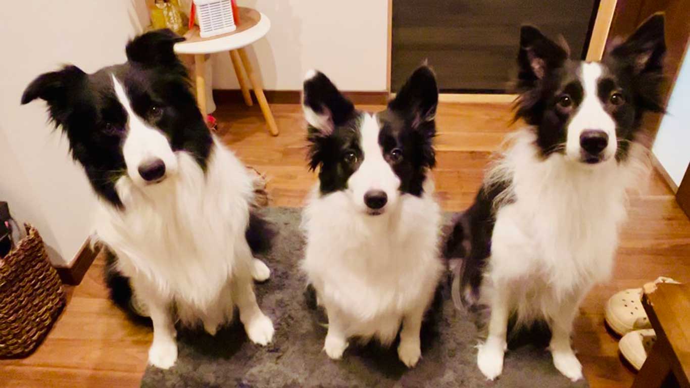 左からチロルくん、フラウちゃん、ノエルちゃん【写真提供：チロル（@chiroru_border）さん】