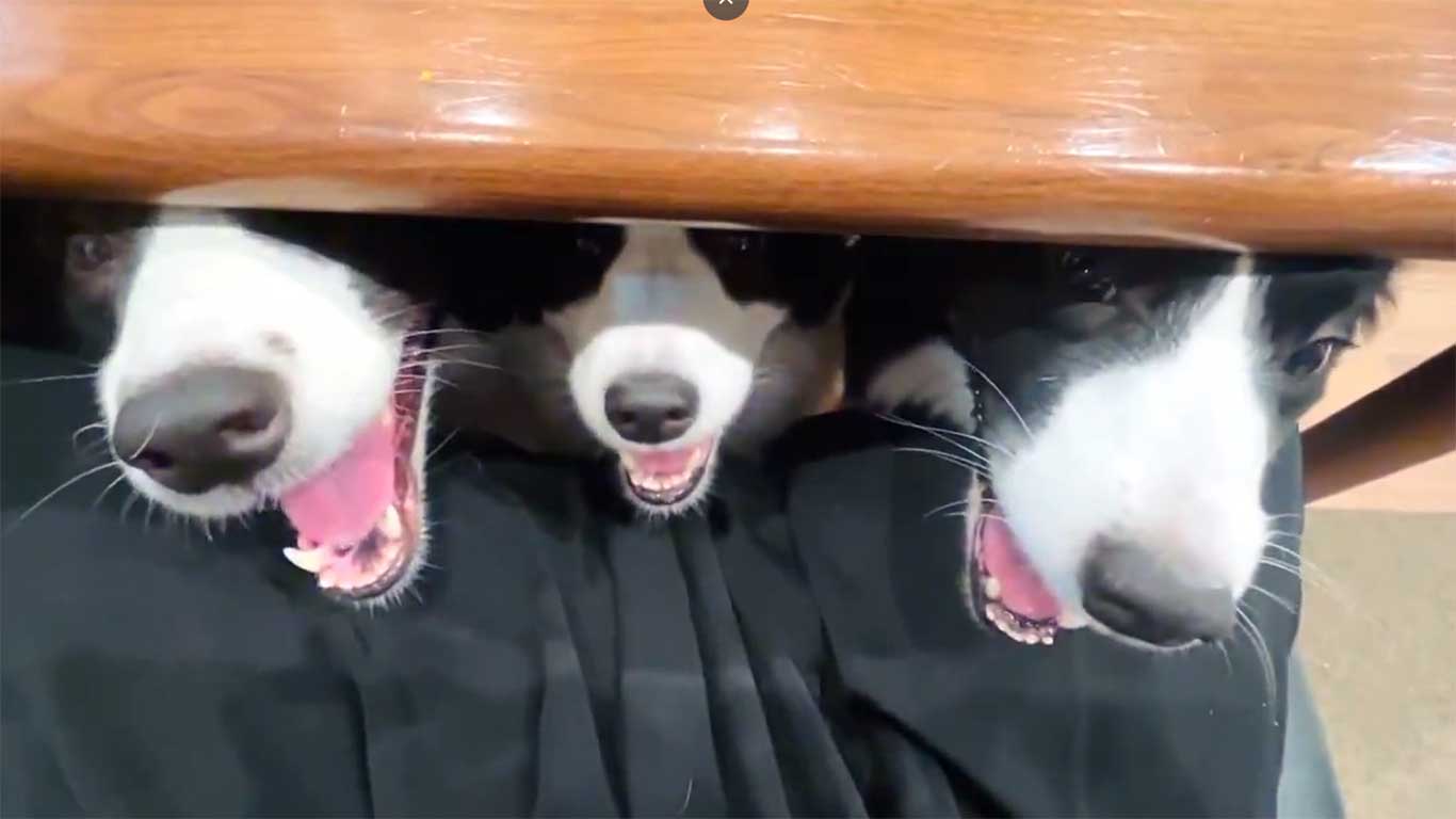 テーブルから顔を出す（左から）ノエルちゃん、フラウちゃん、チロルくん（スクリーンショット）