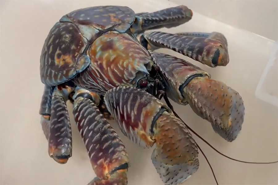 保護されたヤシガニ【写真提供：すさみ町立エビとカニの水族館】