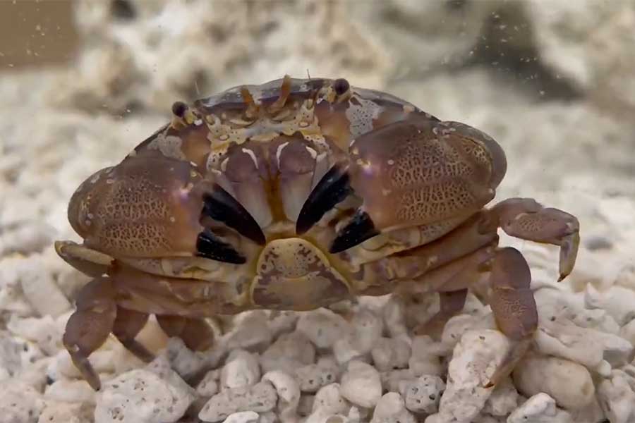 10周年記念企画のスベスベマンジュウガニ【写真提供：すさみ町立エビとカニの水族館】