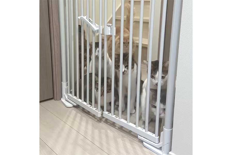 ゲート前に集合する7匹のねこたち（スクリーンショット）