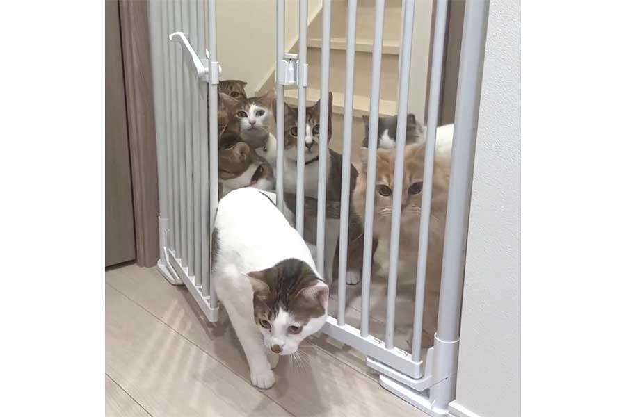 1匹がゲートを突破すると…（スクリーンショット）