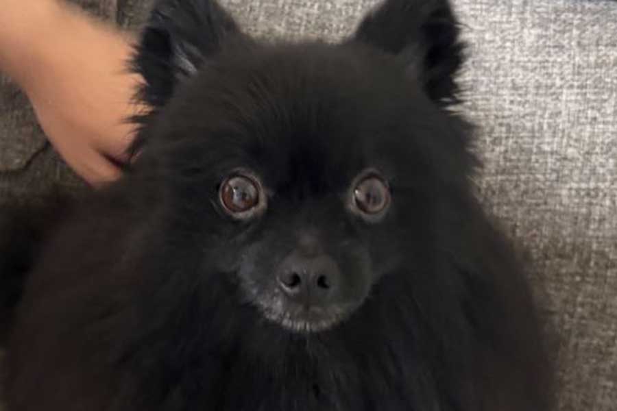 もふもふの毛並みがかわいらしい、ぷーちゃん【写真提供：黒ポメラニアンのぷーちゃん（@phoochannel）さん】