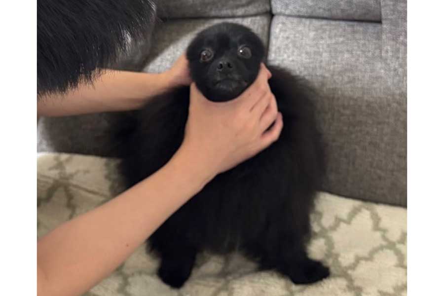 小顔になったぷーちゃん【写真提供：黒ポメラニアンのぷーちゃん（@phoochannel）さん】
