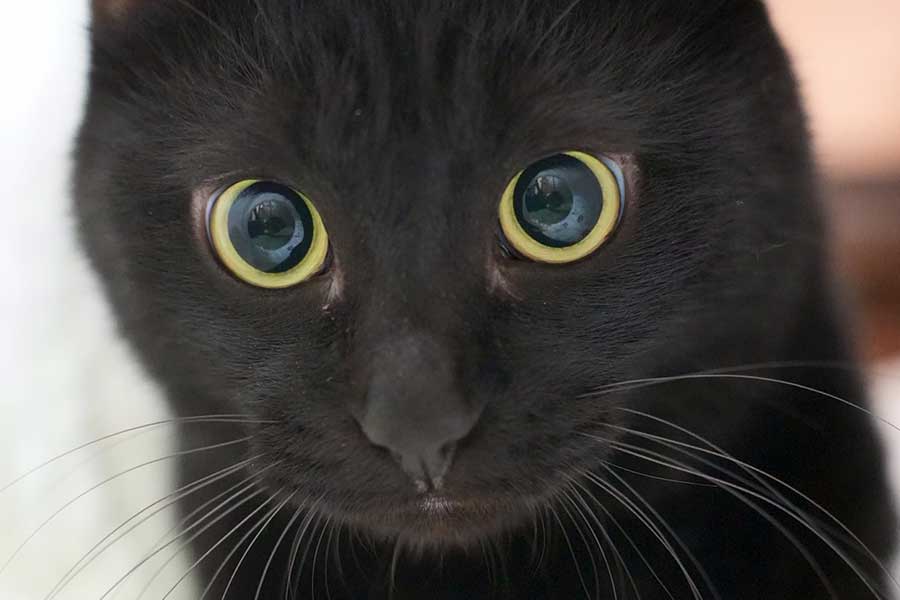 リラックスして毛づくろい中のはずが…まさかの姿を見せた黒ねこ