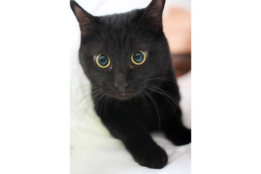 かわいらしいつくねちゃん【写真提供：黒猫つくねちゃん太しっぽ（@oreo_blackcat）さん】