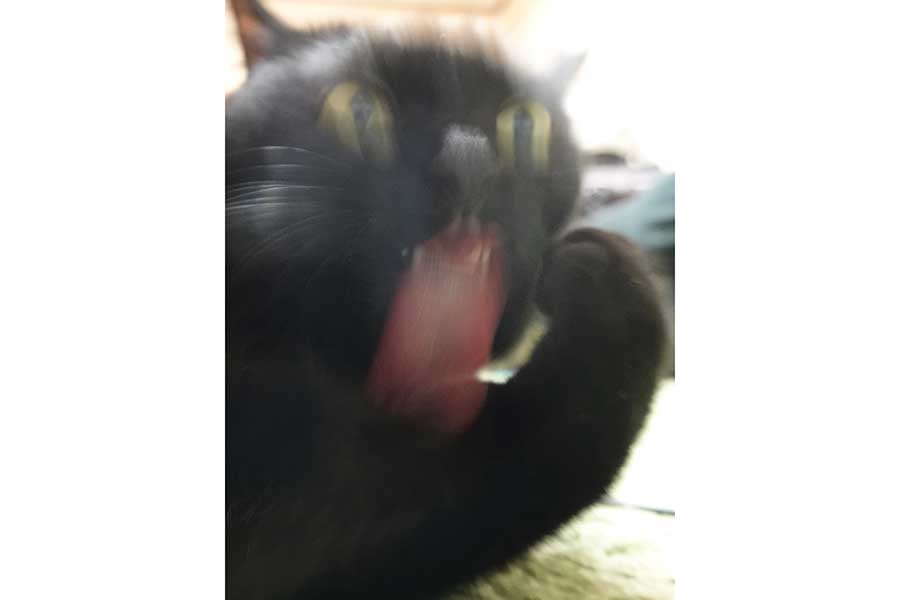 ぶれて、まるで妖怪のような写りになってしまったつくねちゃん【写真提供：黒猫つくねちゃん太しっぽ（@oreo_blackcat）さん】