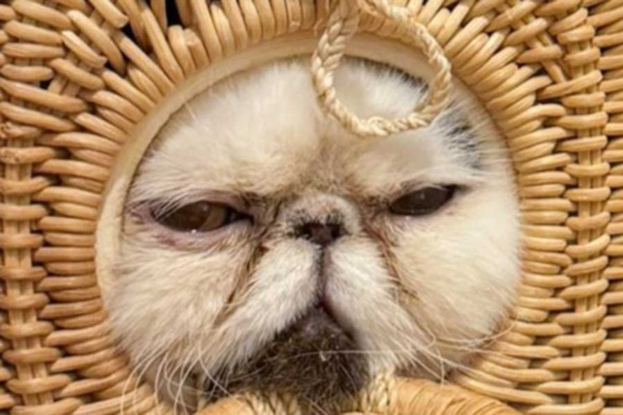 顔を出しているのは…【写真提供:pechanko_bocco(@pechanko_bocco)さん】