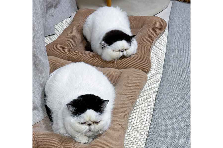 クッションでくつろぐ（奥から）ぷっちゃんとずーくん【写真提供：pechanko_bocco（@pechanko_bocco）さん】