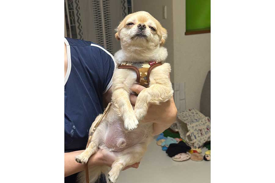 目をつぶったまま、お母さんに抱っこされるてんくん【写真提供：てん（6）（@731ten）さん】