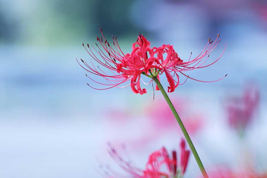 赤い色が鮮やかなヒガンバナ【写真:写真AC】