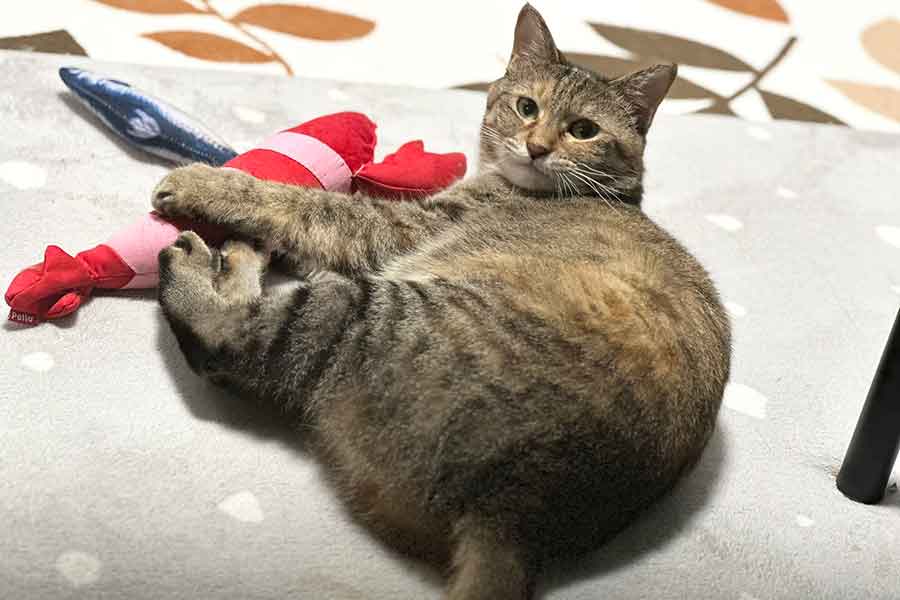 どんな瞬間もかわいらしいち～ちゃん【写真提供：も～（@mori2ta）さん】