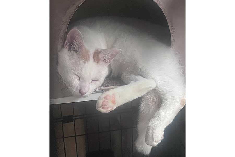 すやすやと気持ち良さそうに眠る、はくやくん【写真提供：さすけこてつはくや（@sasukotehaku）さん】