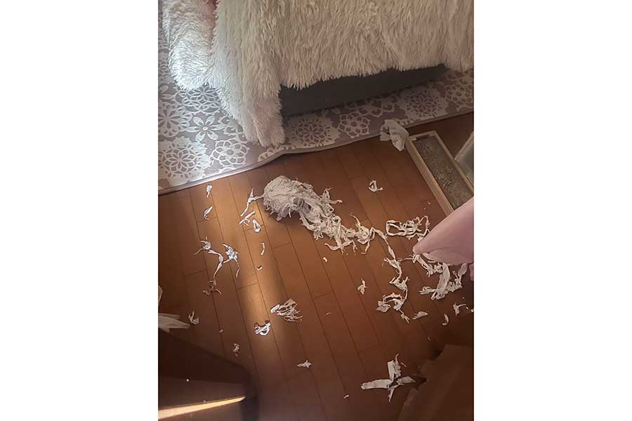 はくやくんによって細かく刻まれたトイレットペーパー【写真提供：さすけこてつはくや（@sasukotehaku）さん】