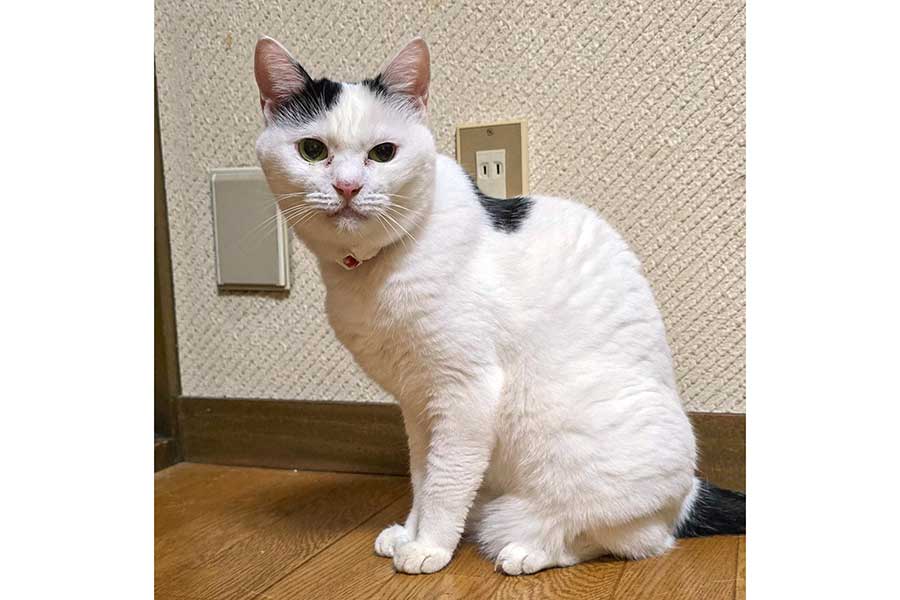 冬毛に変わる前のスリムなチロちゃん【写真提供：まさ（@sironezumi77）さん】