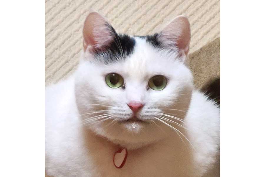 ねことは思えない立派な肩幅のチロちゃん【写真提供：まさ（@sironezumi77）さん】