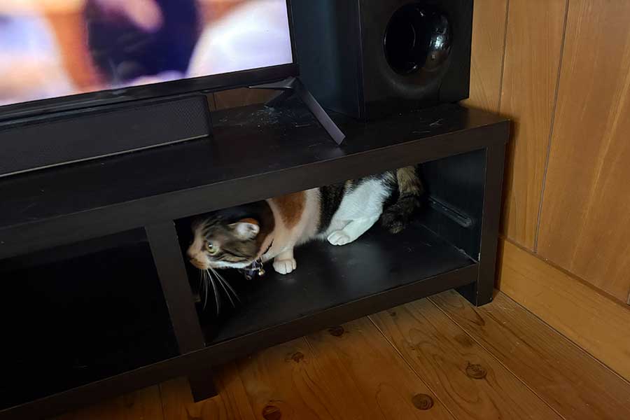 引き出しがあった空間に収まるせなちゃん【写真提供：いのり（@dzdz_az）さん】