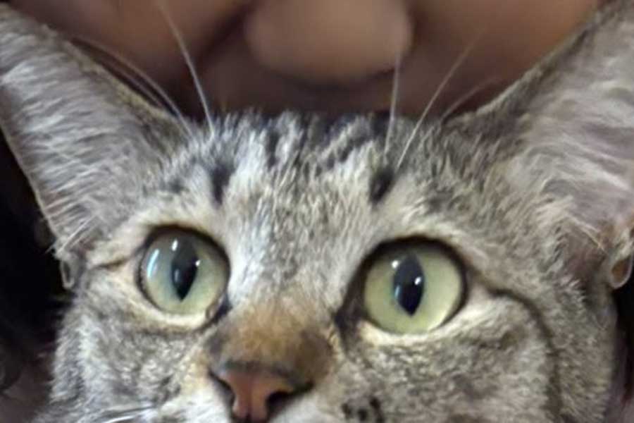 “ねこ吸い”されたふうかちゃんの表情【写真提供：すずつむふう【我が家の可愛い猫's】（@kagisuzu0531）さん】