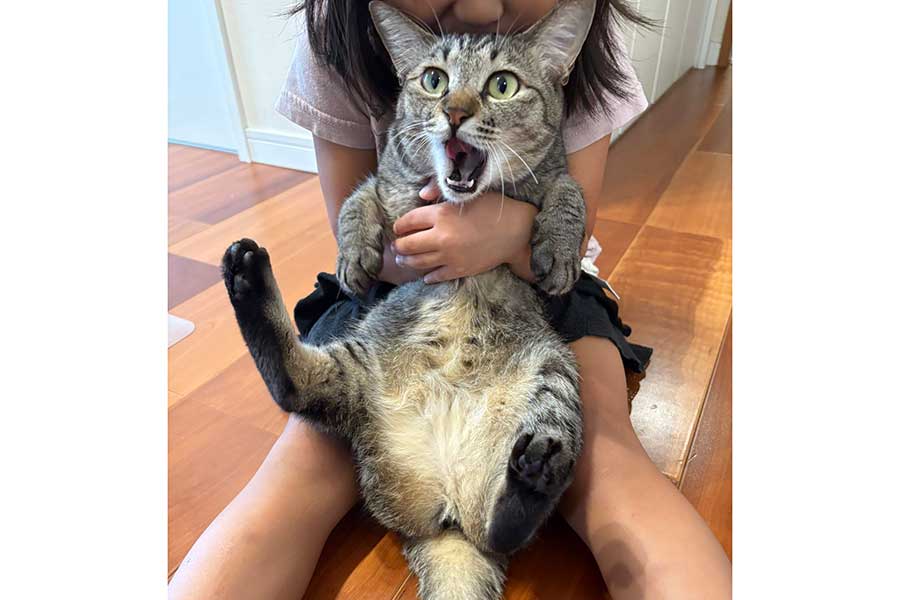 娘さんに“ねこ吸い”されて驚くふうかちゃん【写真提供：すずつむふう【我が家の可愛い猫's】（@kagisuzu0531）さん】