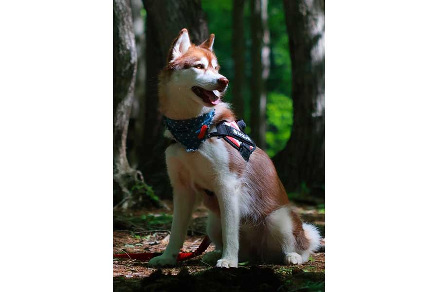 かっこいい印象の杏ちゃん【写真提供：あんず　ハスキー（@husky_anz0516）さん】