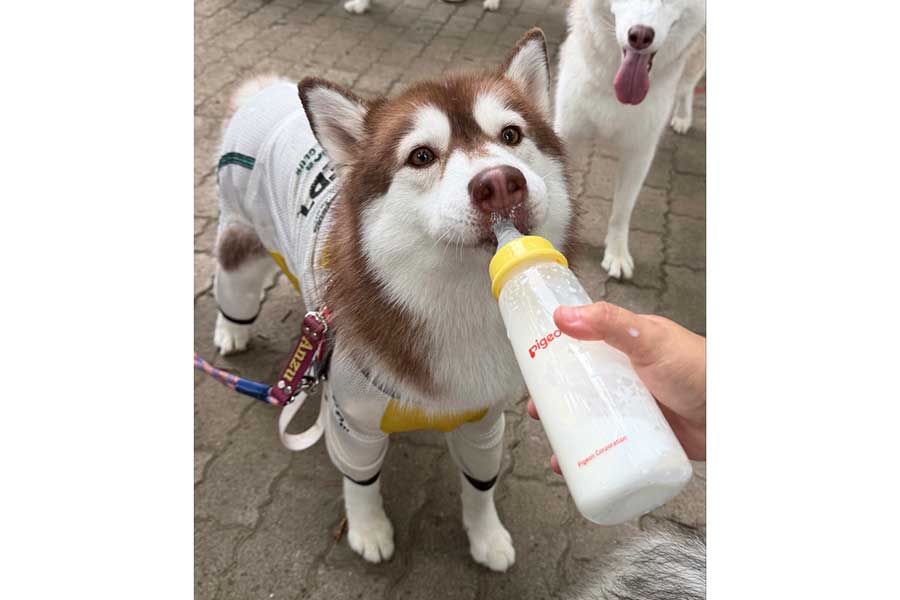哺乳瓶からミルクを飲む杏ちゃん【写真提供：あんず　ハスキー（@husky_anz0516）さん】