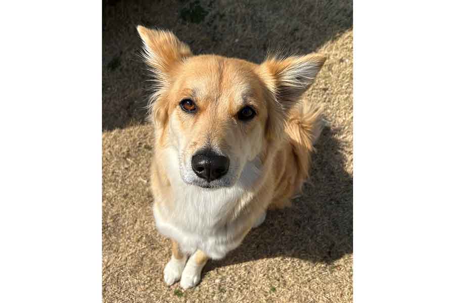 賢そうな表情を見せるチャロさん【写真提供：雑種犬チャロさん（@charosan222）さん】