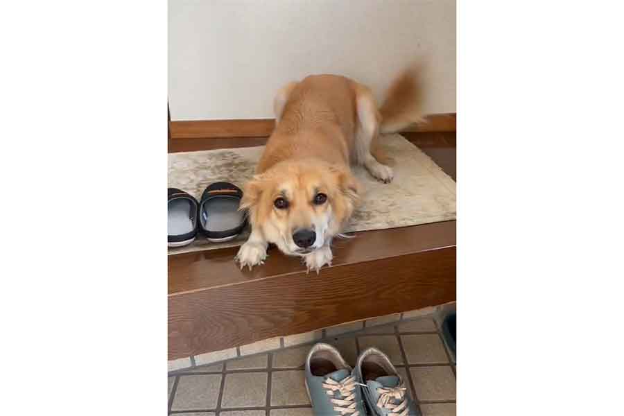 うれしい気持ちを抑えるチャロさん （スクリーンショット）