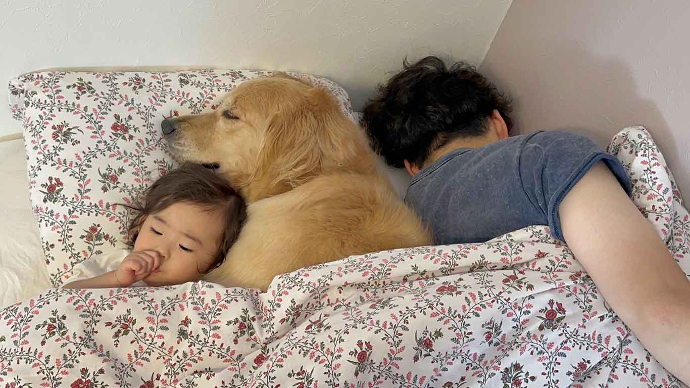 ベッドの真ん中で、娘さんに寄り添って眠るおからちゃん【写真提供：豆柴うに＆ゴールデンレトリバーおから（@uni_okara0725）さん】