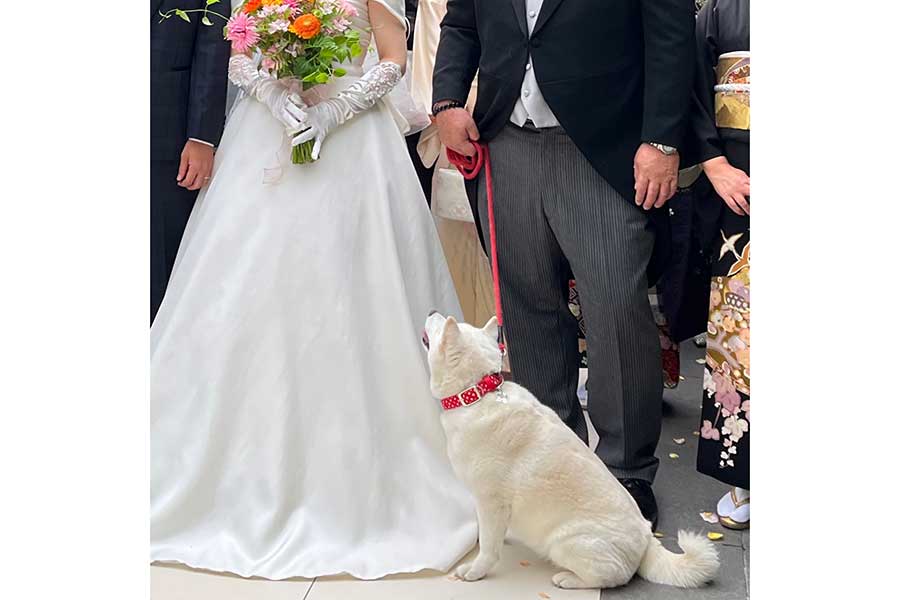 飼い主さんの結婚式に参列するあずきちゃん【写真提供：小豆（@beans___64）さん】