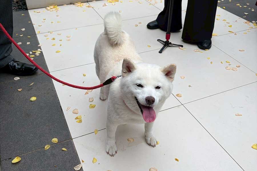 幸せな雰囲気に笑顔のあずきちゃん【写真提供：小豆（@beans___64）さん】