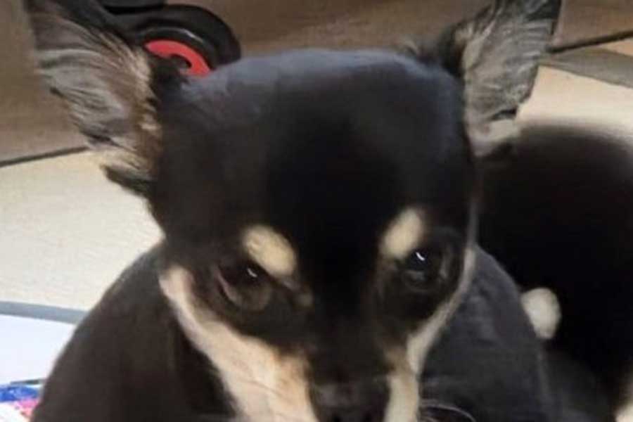 鋭い目つきでカメラを見つめる禄ちゃん【写真提供：ろく子（@8bkUCQVmPiq7U8E）さん】