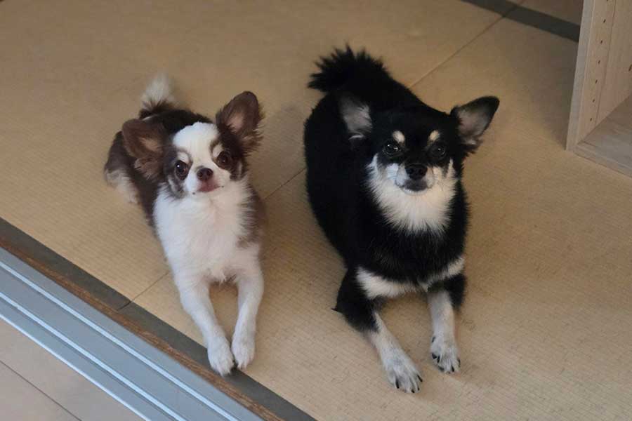 仲良く並ぶ（左から）天くんと禄ちゃん【写真提供：ろく子（@8bkUCQVmPiq7U8E）さん】