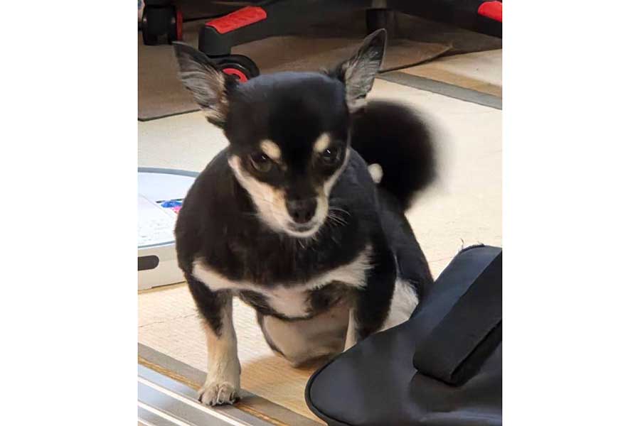 マッチョな姿の禄ちゃん【写真提供：ろく子（@8bkUCQVmPiq7U8E）さん】